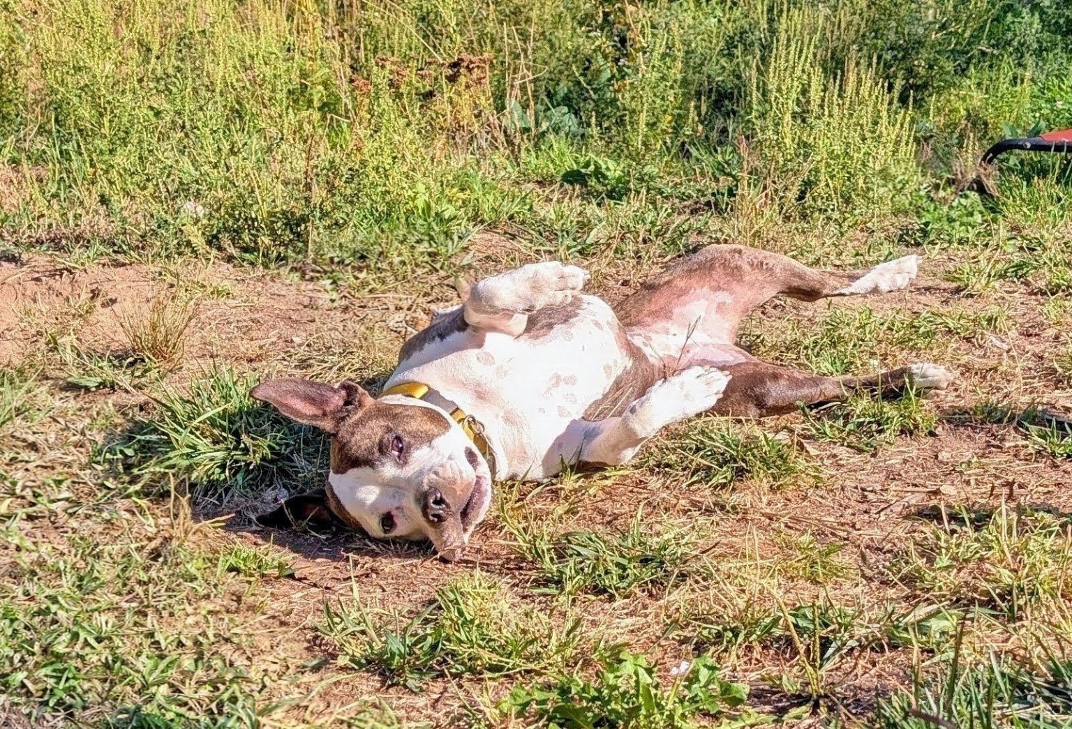 Poppy relaxing on her back outdoors