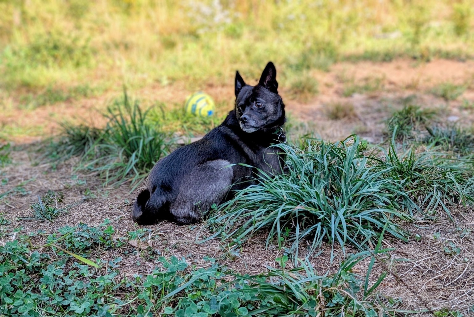 Rita outdoors in the grass